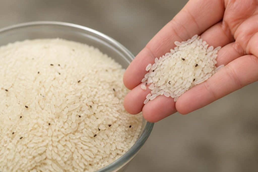 découvrez si manger du riz infesté de charançons est sans danger pour la santé, les risques éventuels et les précautions à prendre avant consommation.